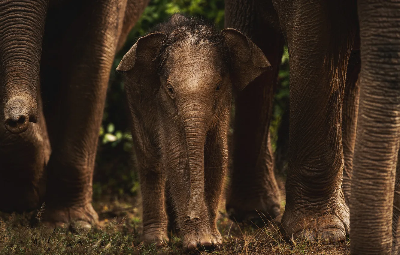 Photo wallpaper family, face, trunk, elephant, elephant
