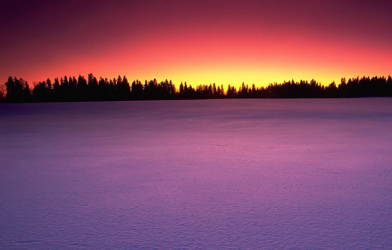 Photo wallpaper trees, sunset, Snow