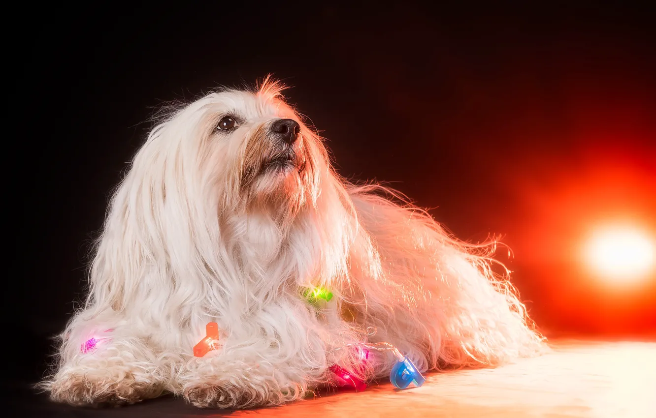 Photo wallpaper light, home, dog