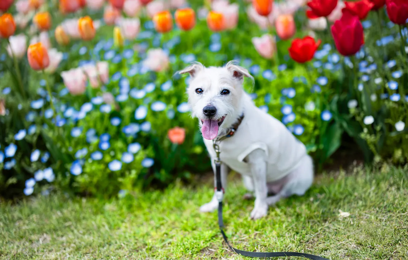 Photo wallpaper look, nature, pose, dog, face