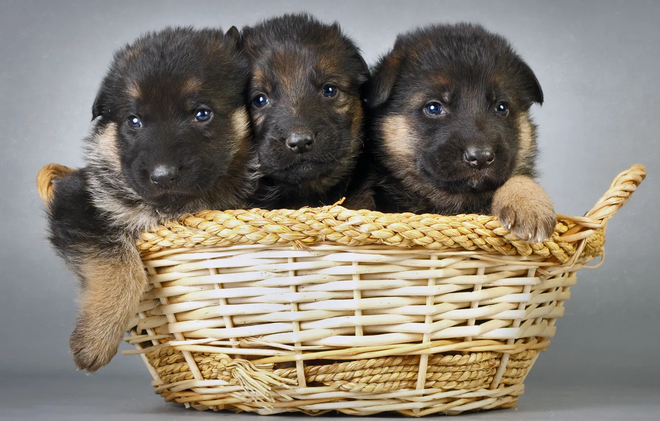 Photo wallpaper dogs, basket, puppies