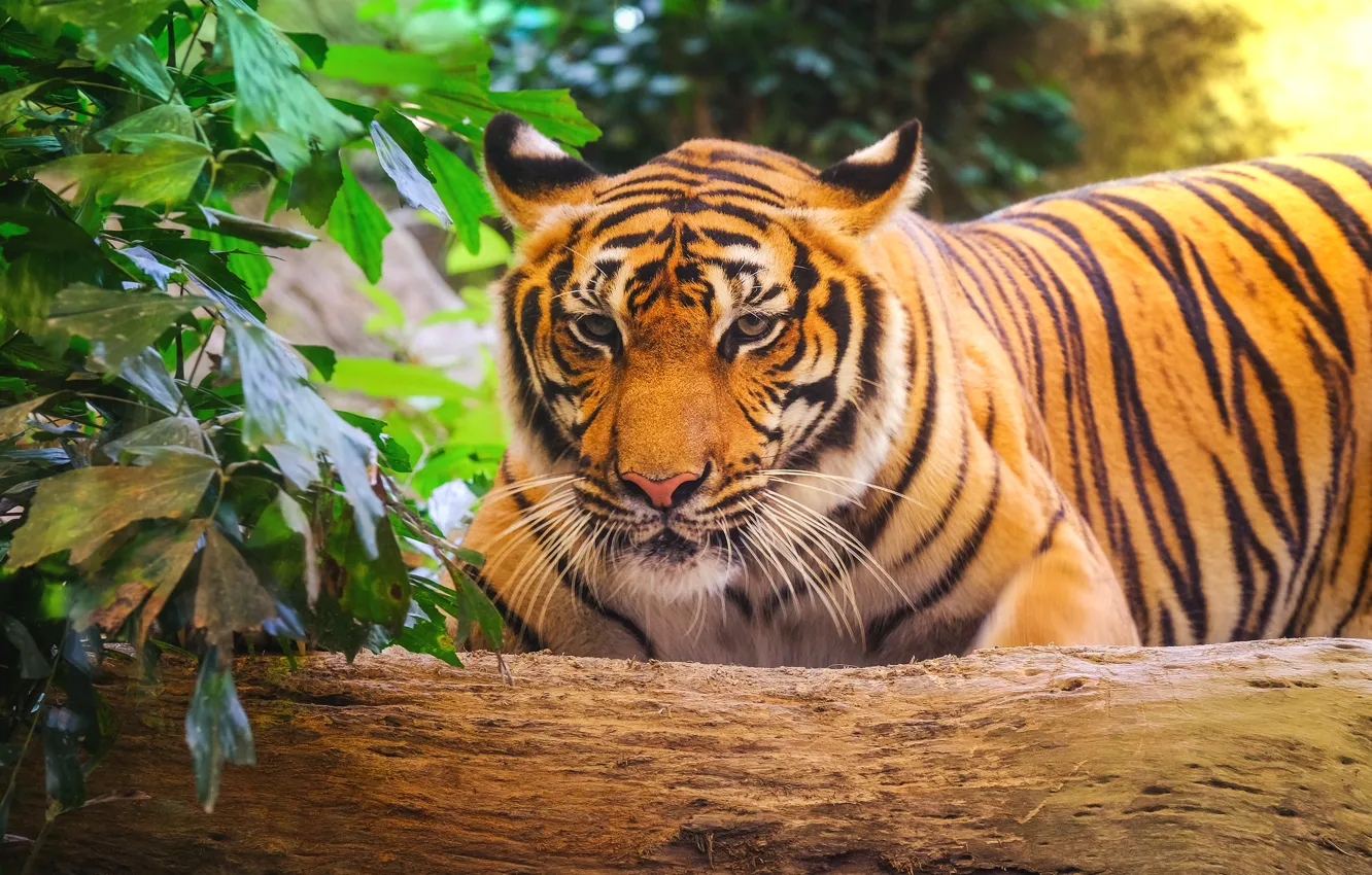 Photo wallpaper tiger, tiger, the Amur tiger, animal, Amur tiger