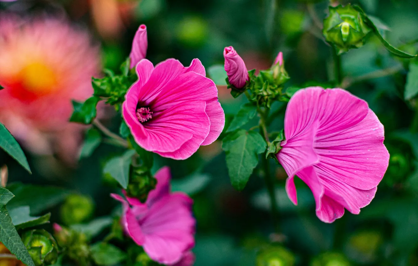 Photo wallpaper summer, flowers, garden, pink, lavatera, mallow