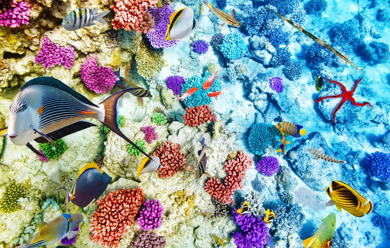 Photo wallpaper fish, the ocean, world, underwater world, underwater, ocean, fishes, tropical