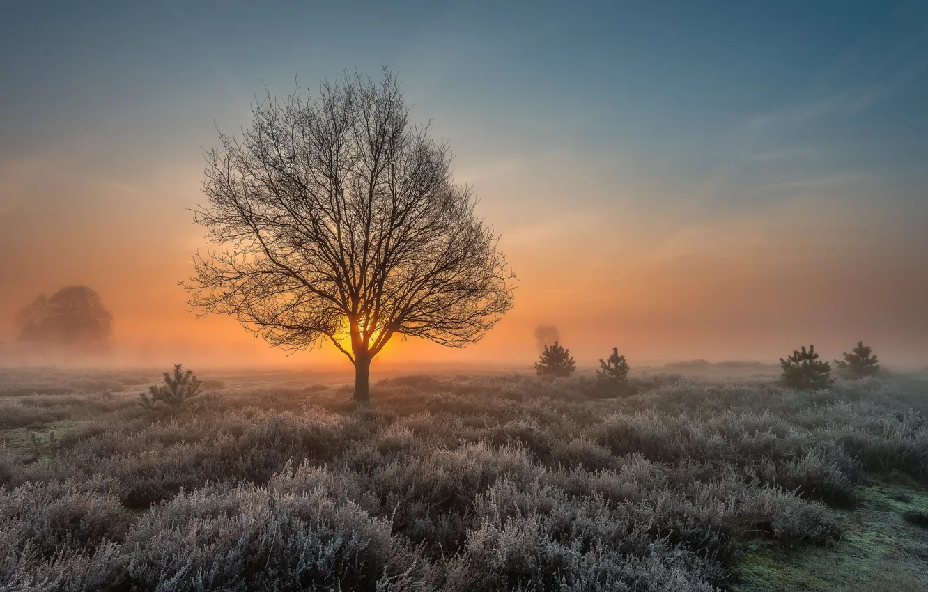 Photo wallpaper frost, field, tree, dawn, morning