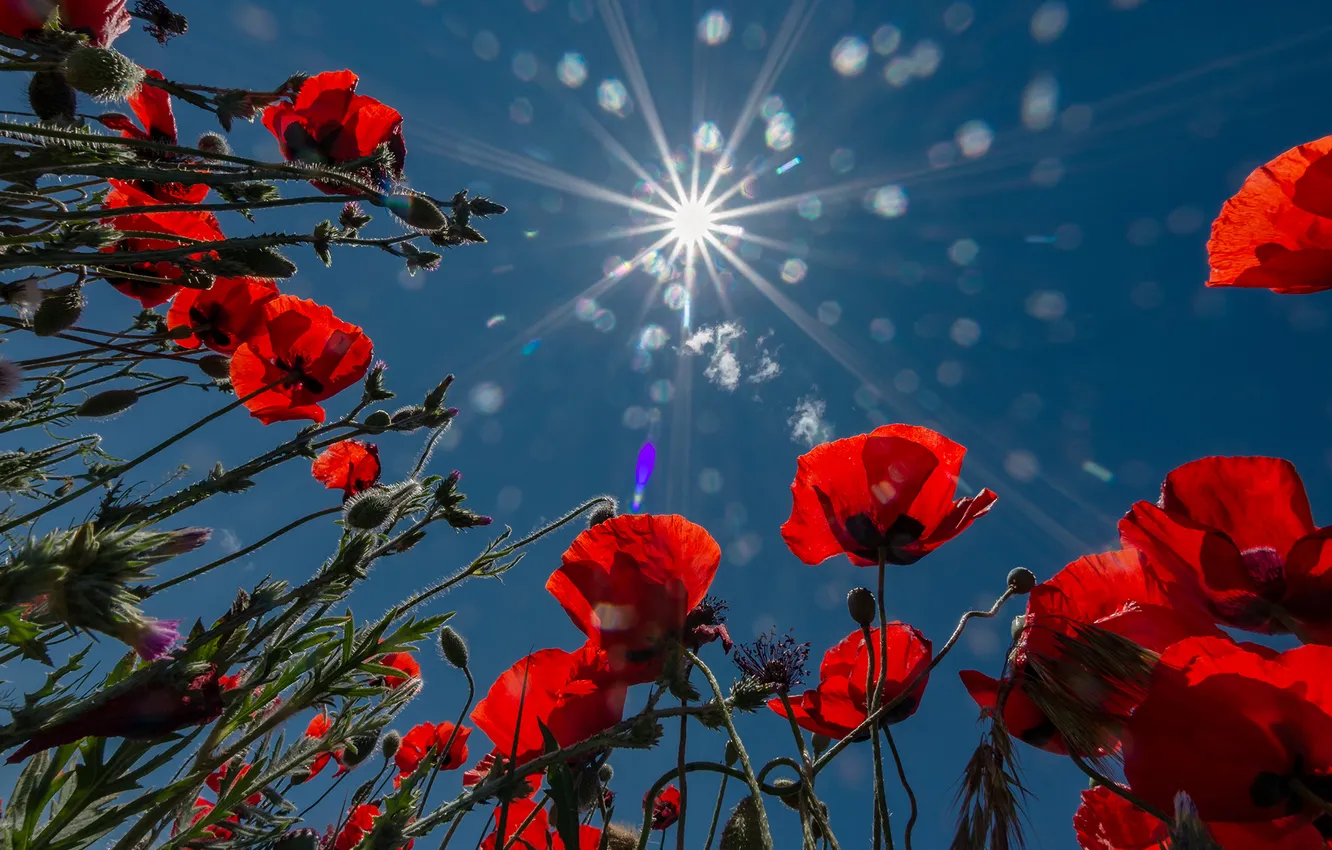 Photo wallpaper the sun, flowers, the reflection, In macs, Vladimir Nozdrachev
