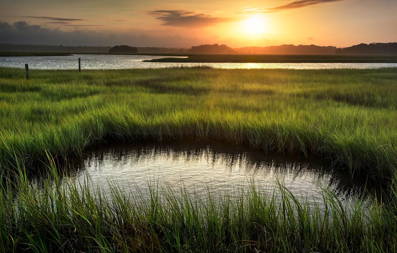 Photo wallpaper greens, summer, grass, the sun, sunset, lake, dawn, shore