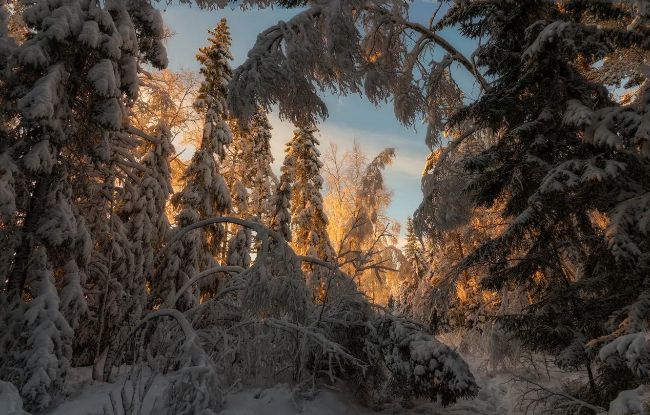 Photo wallpaper winter, forest, snow, morning, ate, tree