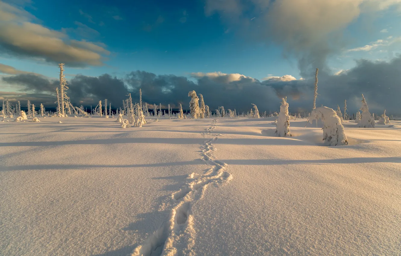 Photo wallpaper winter, field, forest, clouds, light, snow, traces, blue