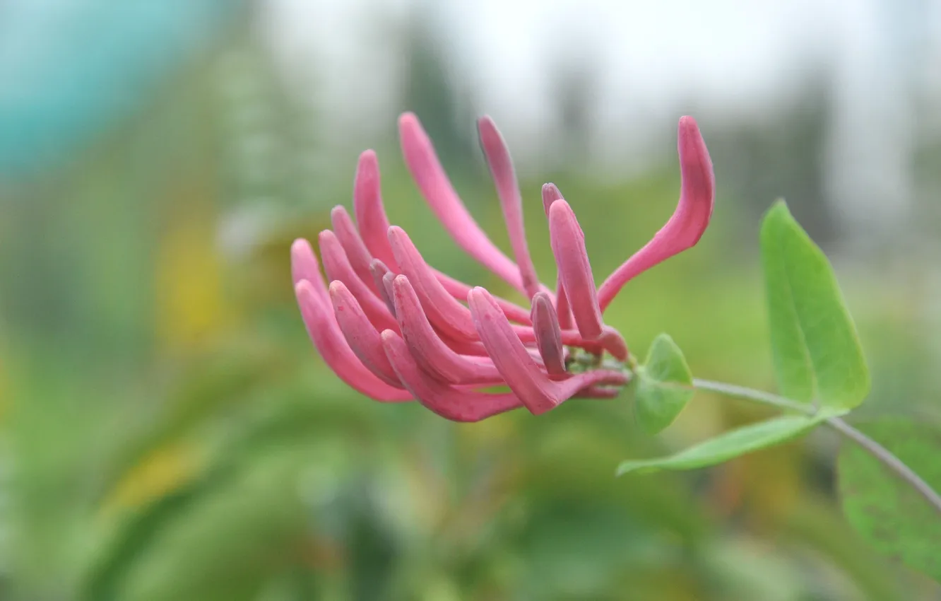 Photo wallpaper macro, flowers, nature