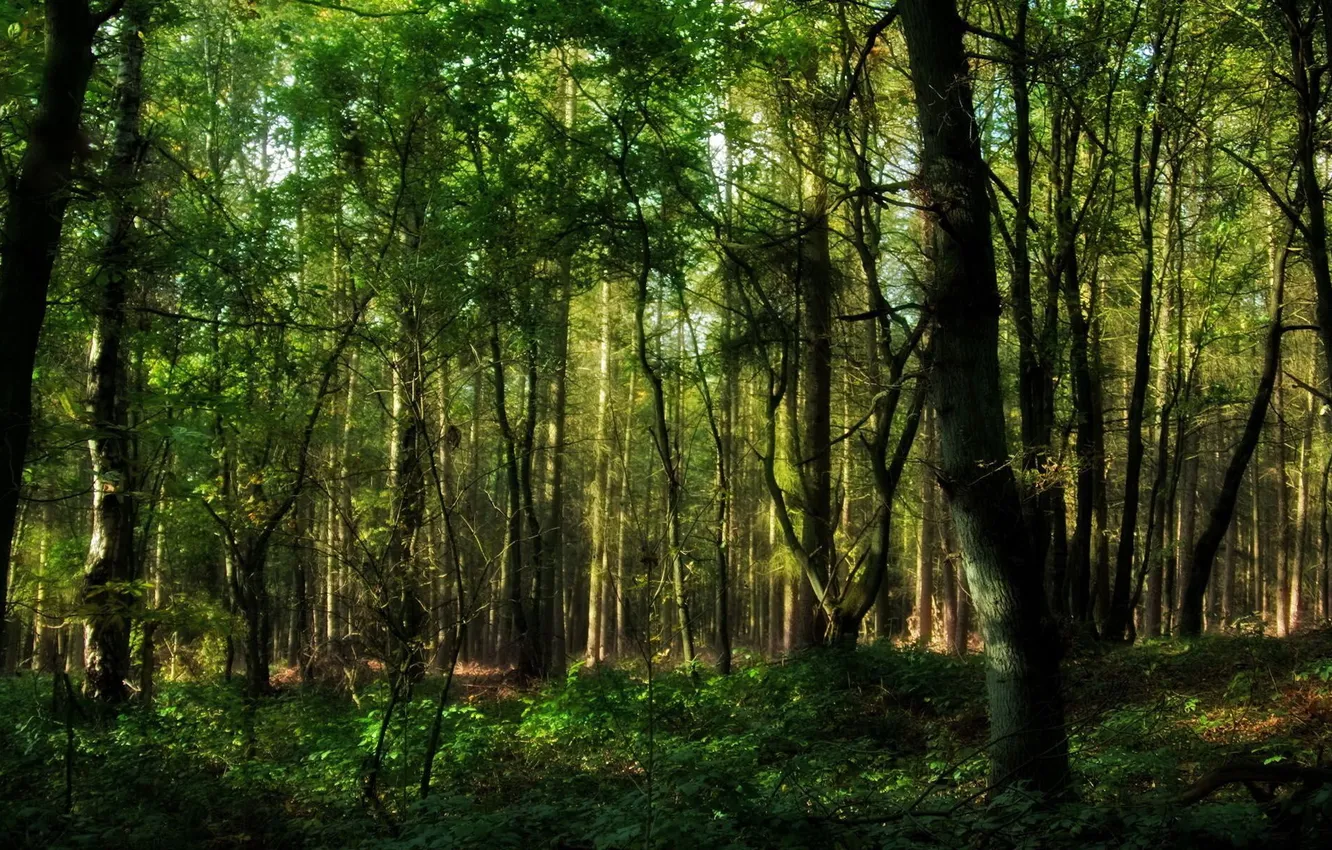 Photo wallpaper forest, leaves, trees, nature, photo, plant, beautiful Wallpaper