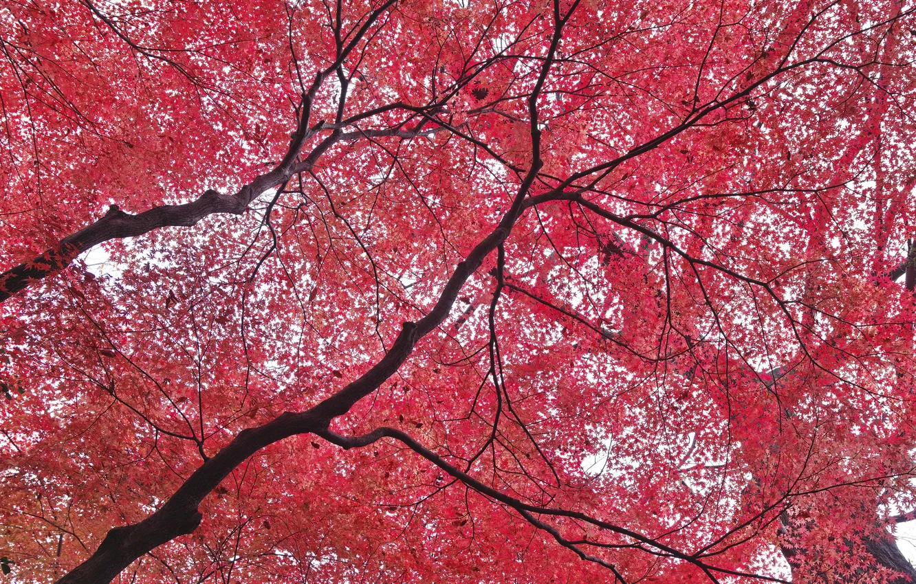 Photo wallpaper autumn, the sky, leaves, trees, baronet