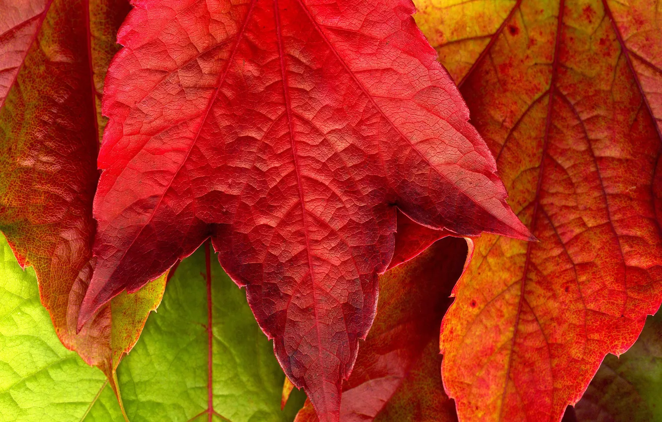 Photo wallpaper autumn, macro, red, yellow, photo, beautiful Wallpaper, autumn Wallpaper