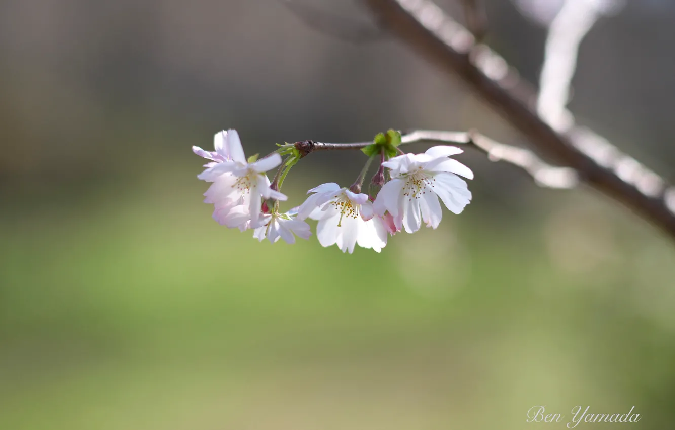Photo wallpaper cherry, I Yamada, spring, flowering