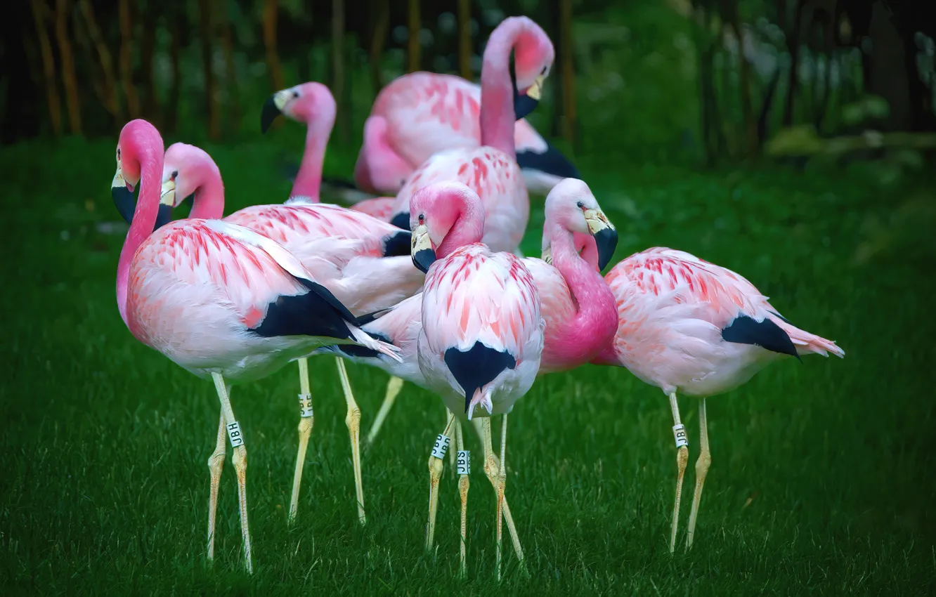 Photo wallpaper grass, birds, branches, nature, pink, glade, pack, Flamingo
