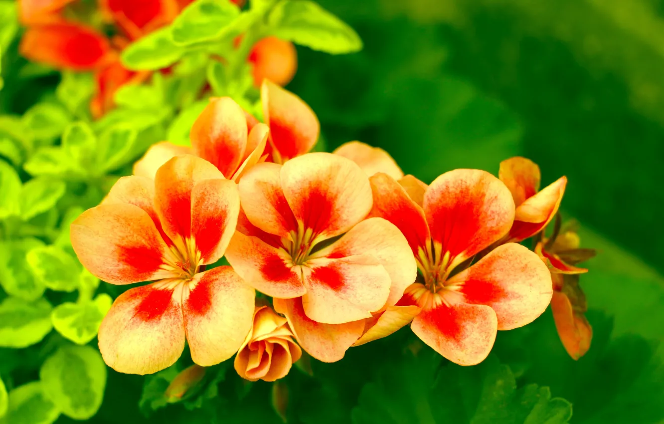 Photo wallpaper flower, orange, blooming