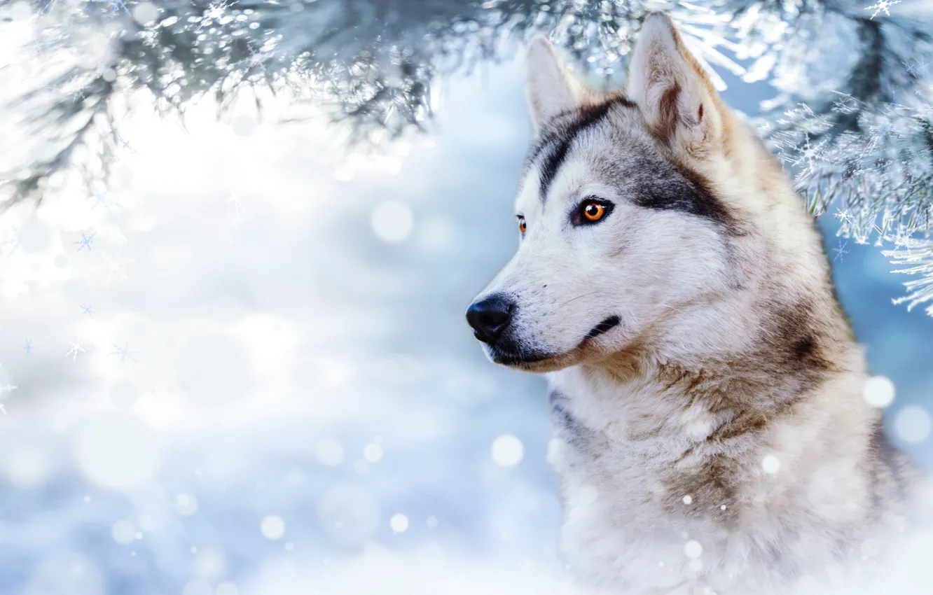 Photo wallpaper forest, look, background, husky