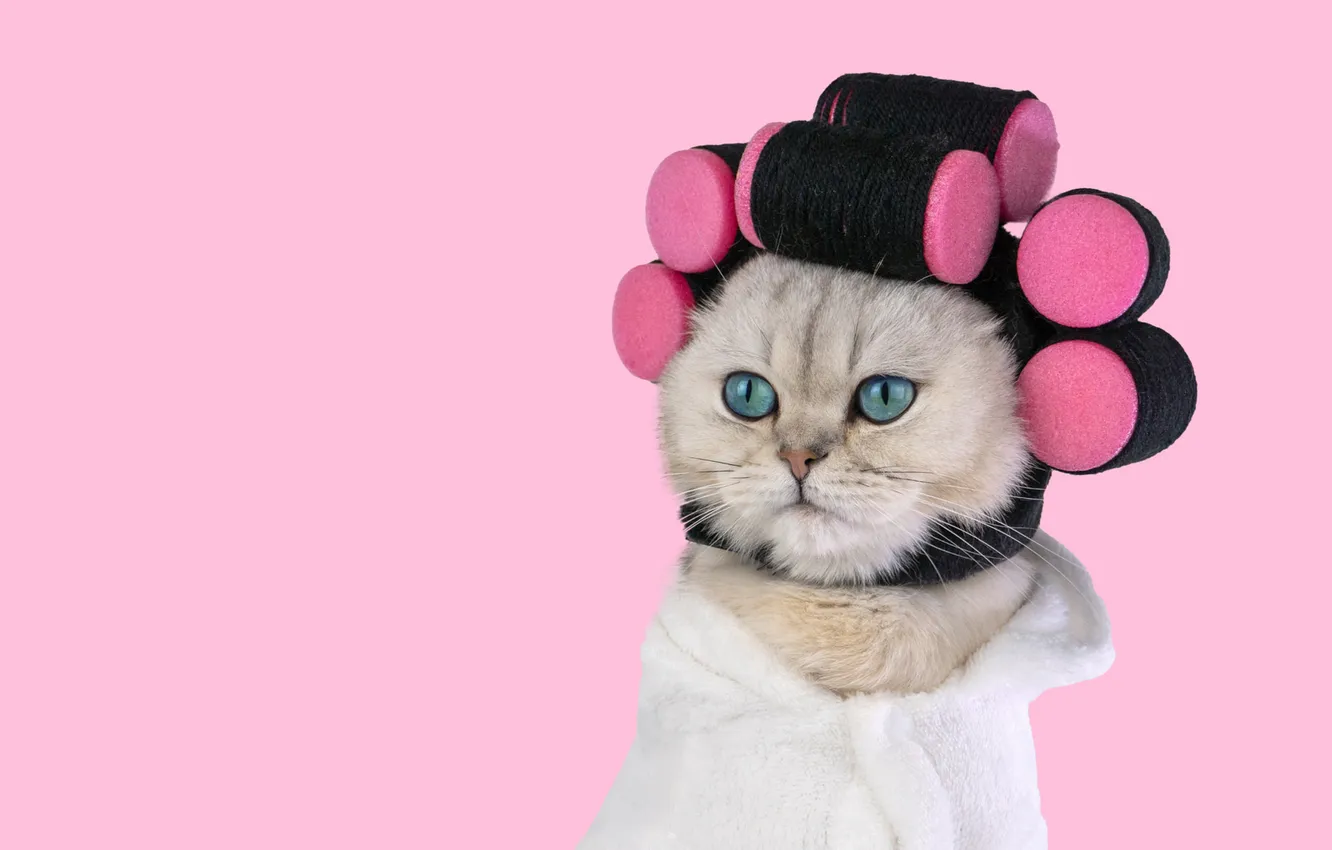 Photo wallpaper cat, white, cat, look, pose, portrait, towel, hairstyle