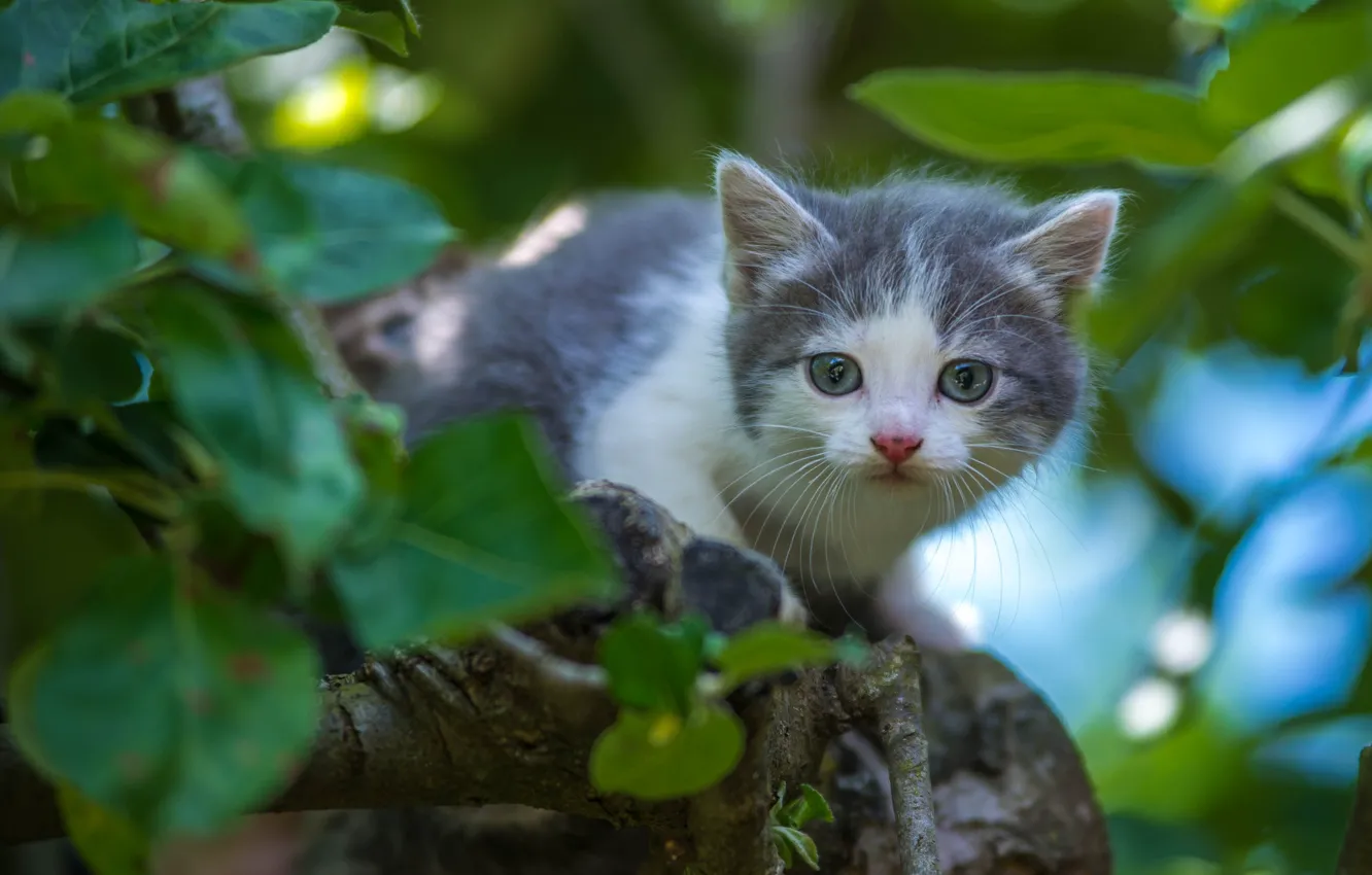 Photo wallpaper look, baby, kitty