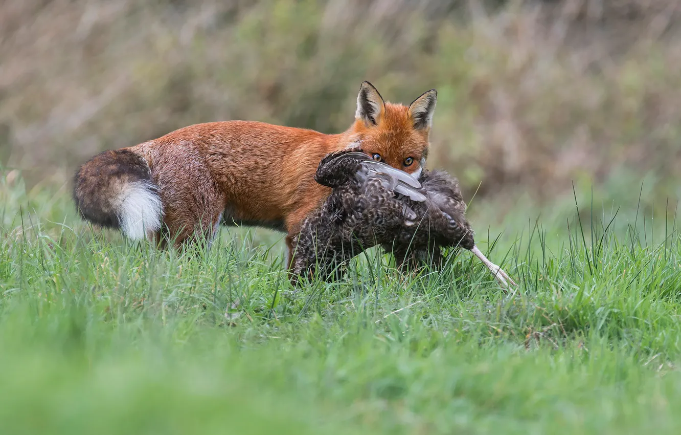 Photo wallpaper grass, bird, predator, Fox, hunting, mining