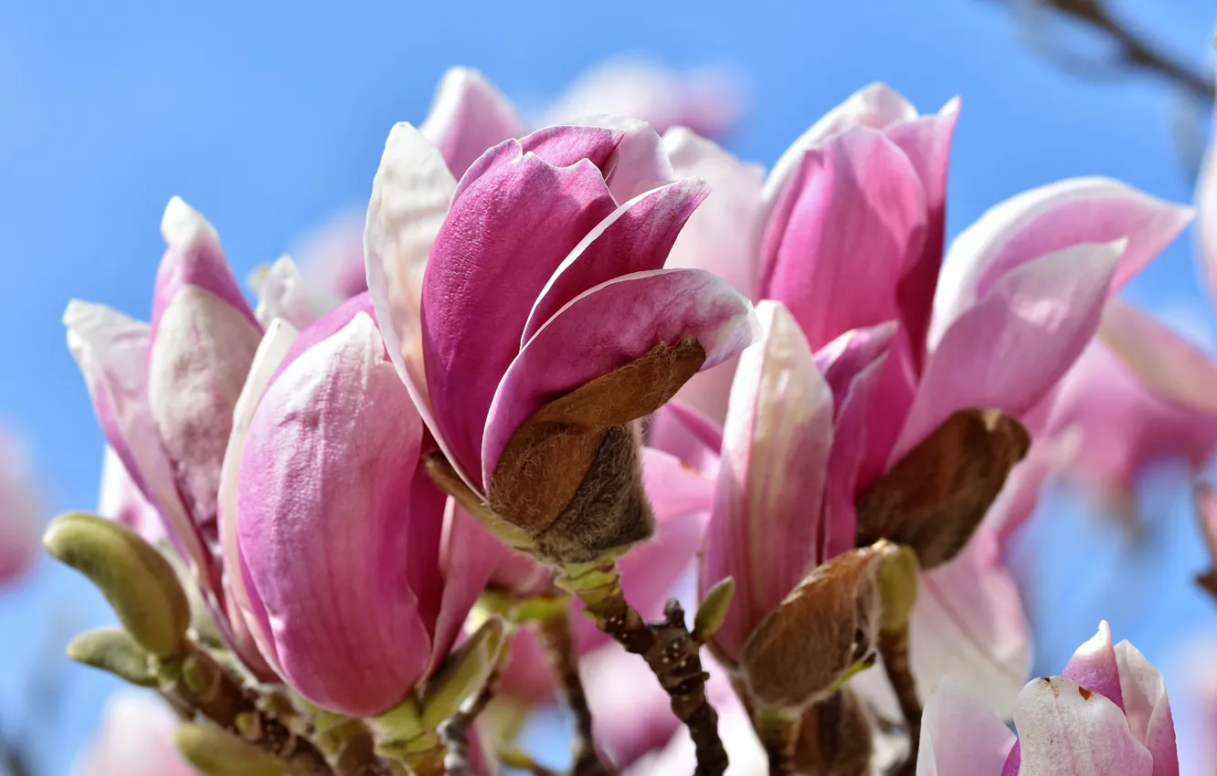 Photo wallpaper spring, flowering, Magnolia