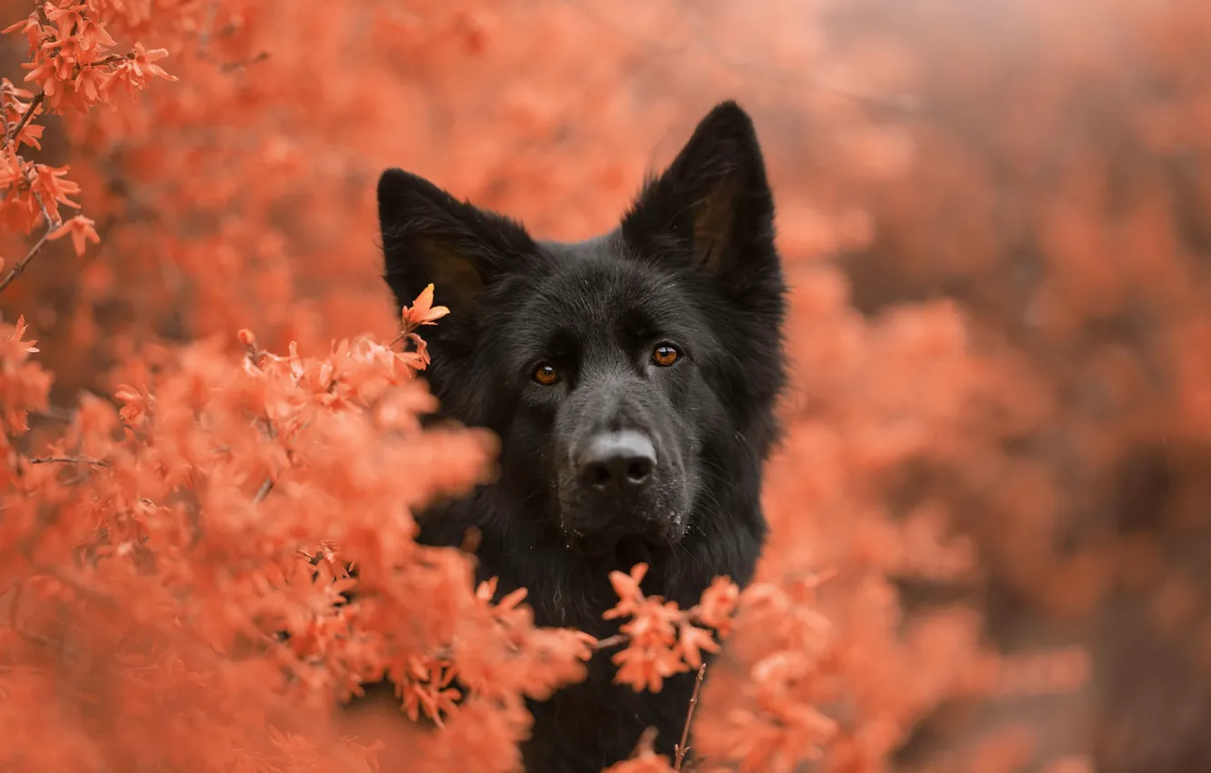 Photo wallpaper face, dog, peer, bokeh, German shepherd
