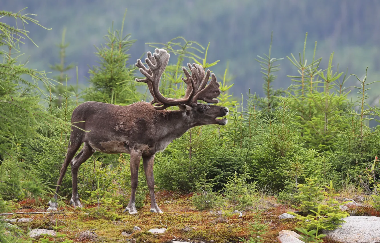 Photo wallpaper trees, tree, deer, skin, horns, sick