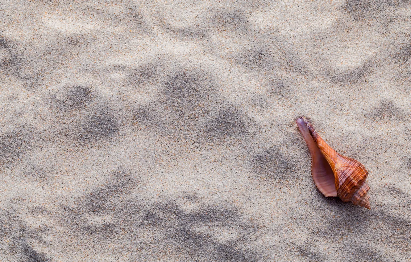 Photo wallpaper sand, beach, shell, summer, beach, sand, marine, seashells