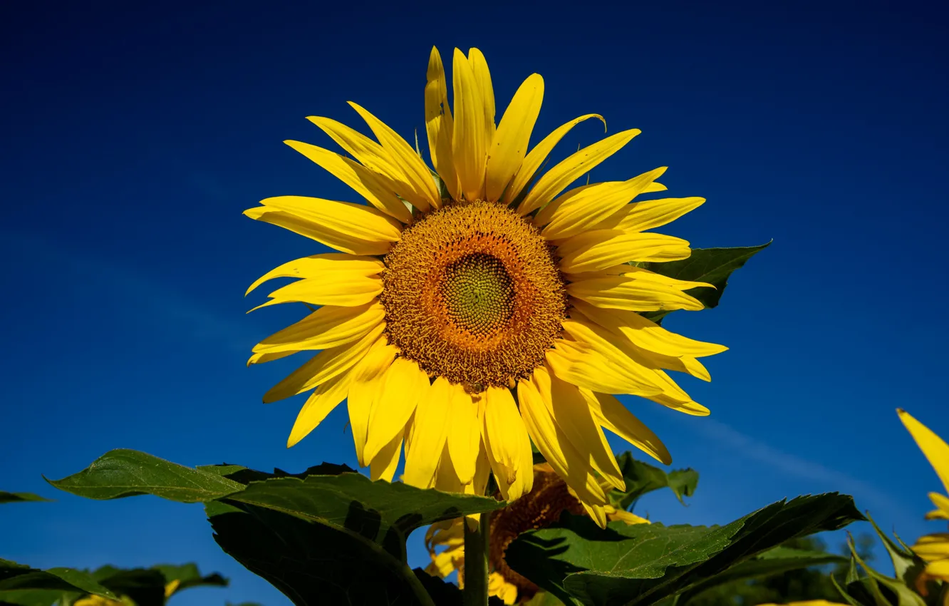 Photo wallpaper field, the sky, sunflower, petals
