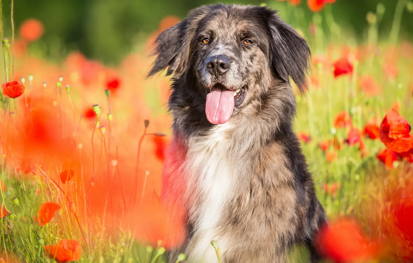 Photo wallpaper field, language, summer, look, face, light, flowers, red