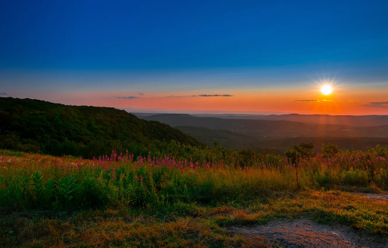 Photo wallpaper field, sunset, Ivan-tea
