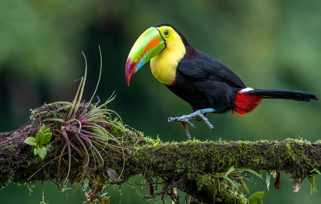 Photo wallpaper trees, branches, bird, moss, Toucan