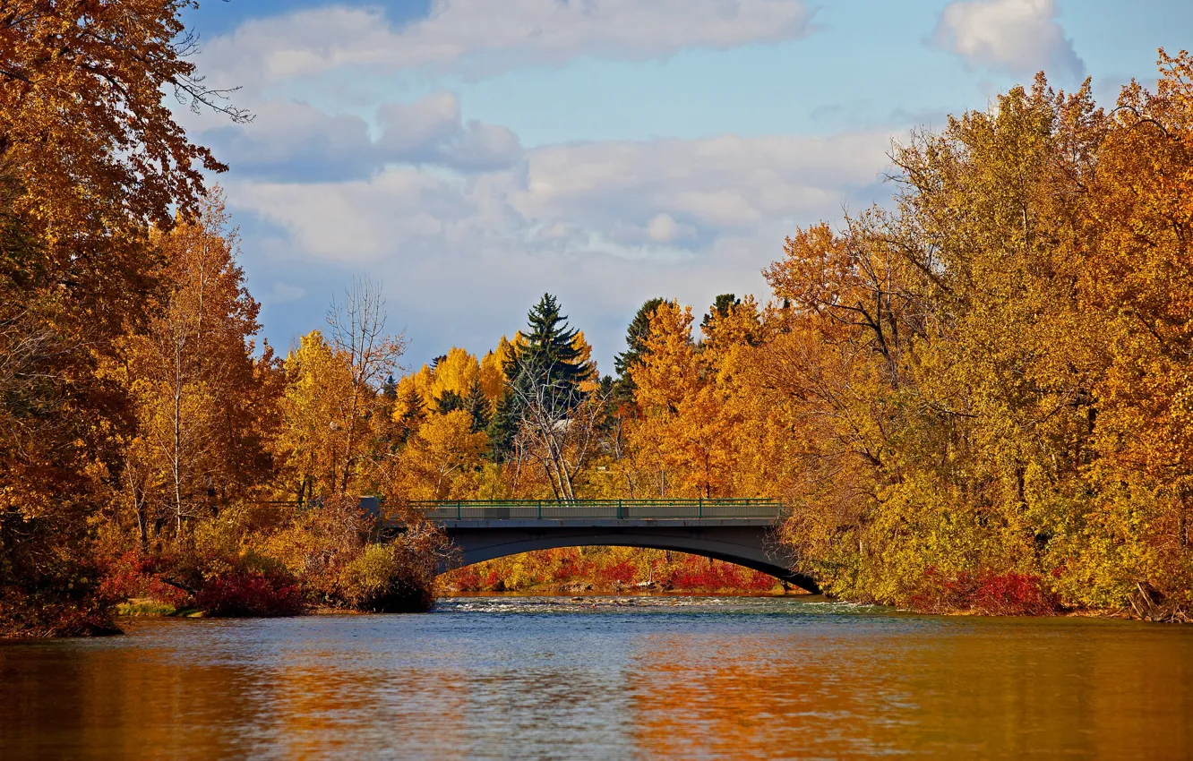 Photo wallpaper autumn, trees, bridge, Canada, Albert, the Elbow river