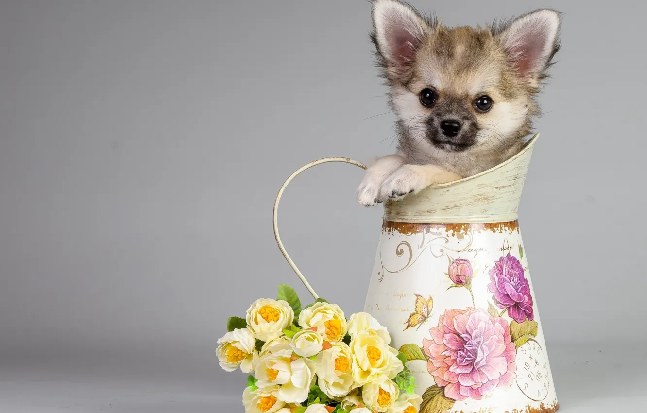 Photo wallpaper flowers, background, dog, bouquet, pitcher