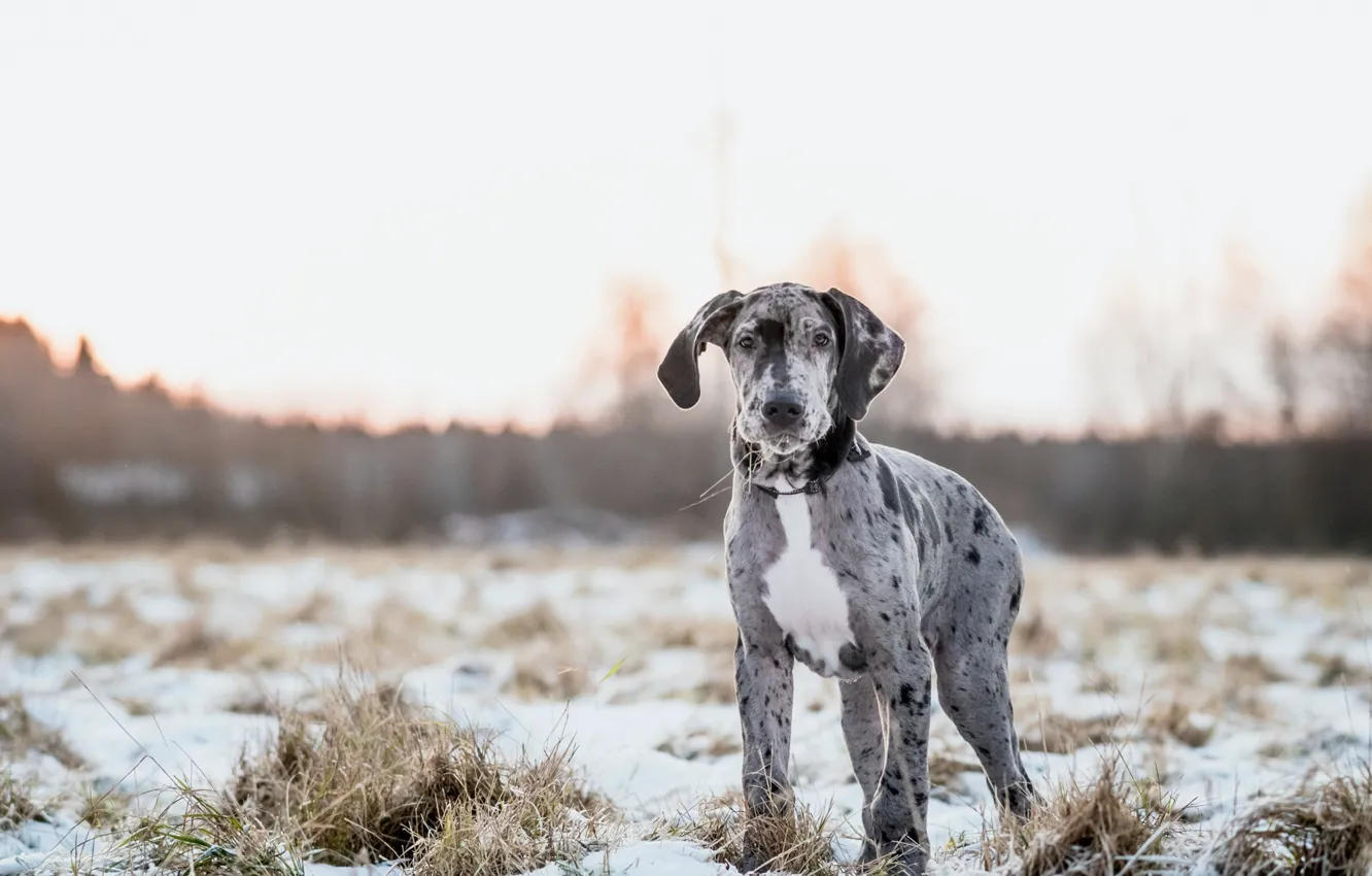Photo wallpaper winter, field, dog