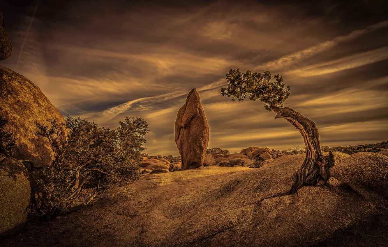 Photo wallpaper tree, desert, stone, CA, USA, National Park Joshua tree