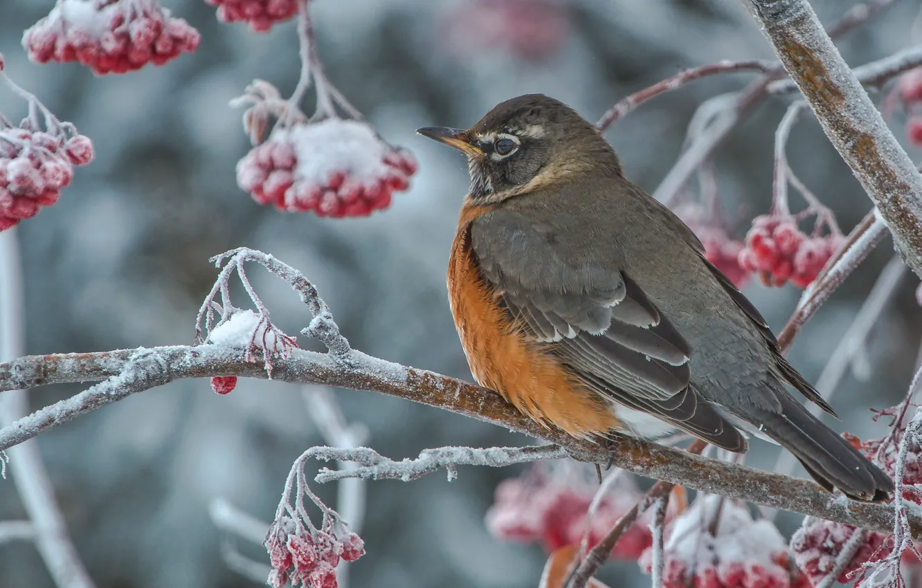 Photo wallpaper winter, trees, branches, berries, bird, Rowan, well, Turdus migratorius
