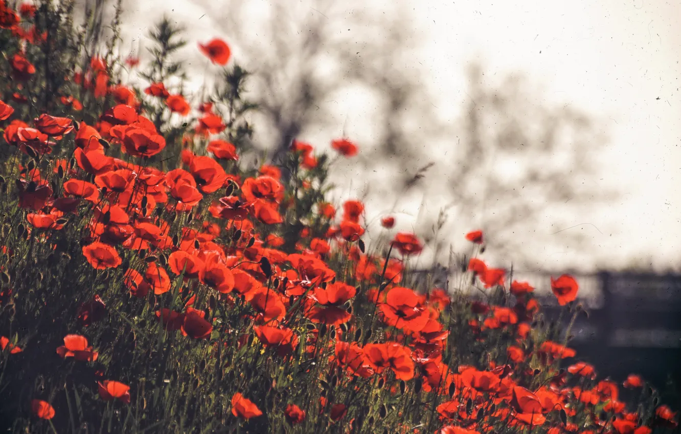 Photo wallpaper summer, flowers, Maki