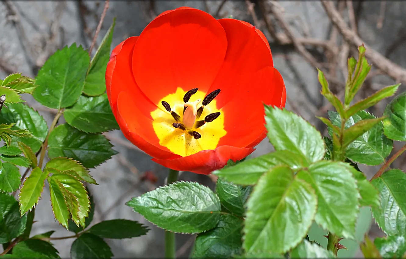 Photo wallpaper flower, leaves, red, color, Tulip, spring, bowl, petals