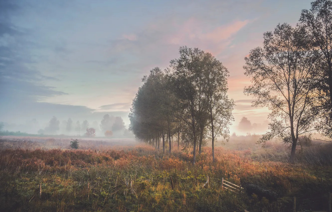 Photo wallpaper field, autumn, trees, fog, morning