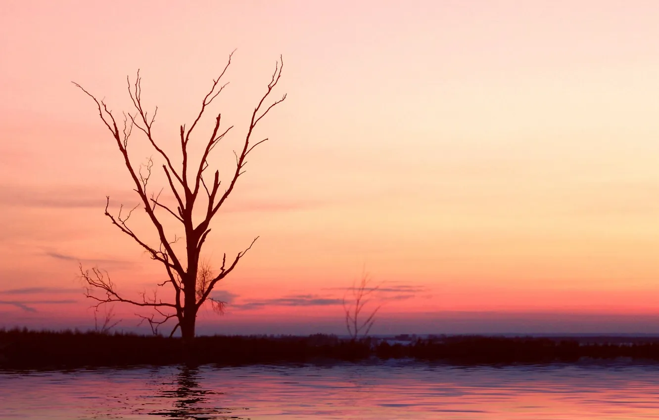 Photo wallpaper sea, water, trees, branches, nature, lake, reflection, river