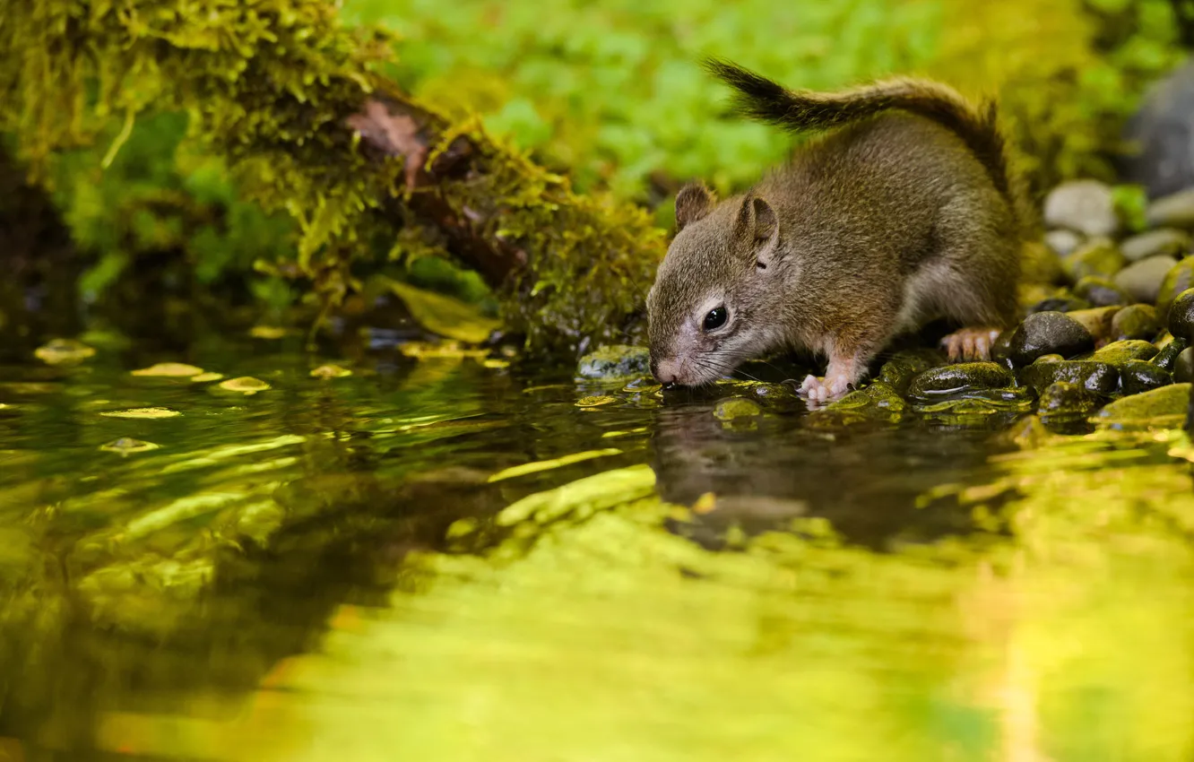 Photo wallpaper water, protein, cub, drink, squirrel