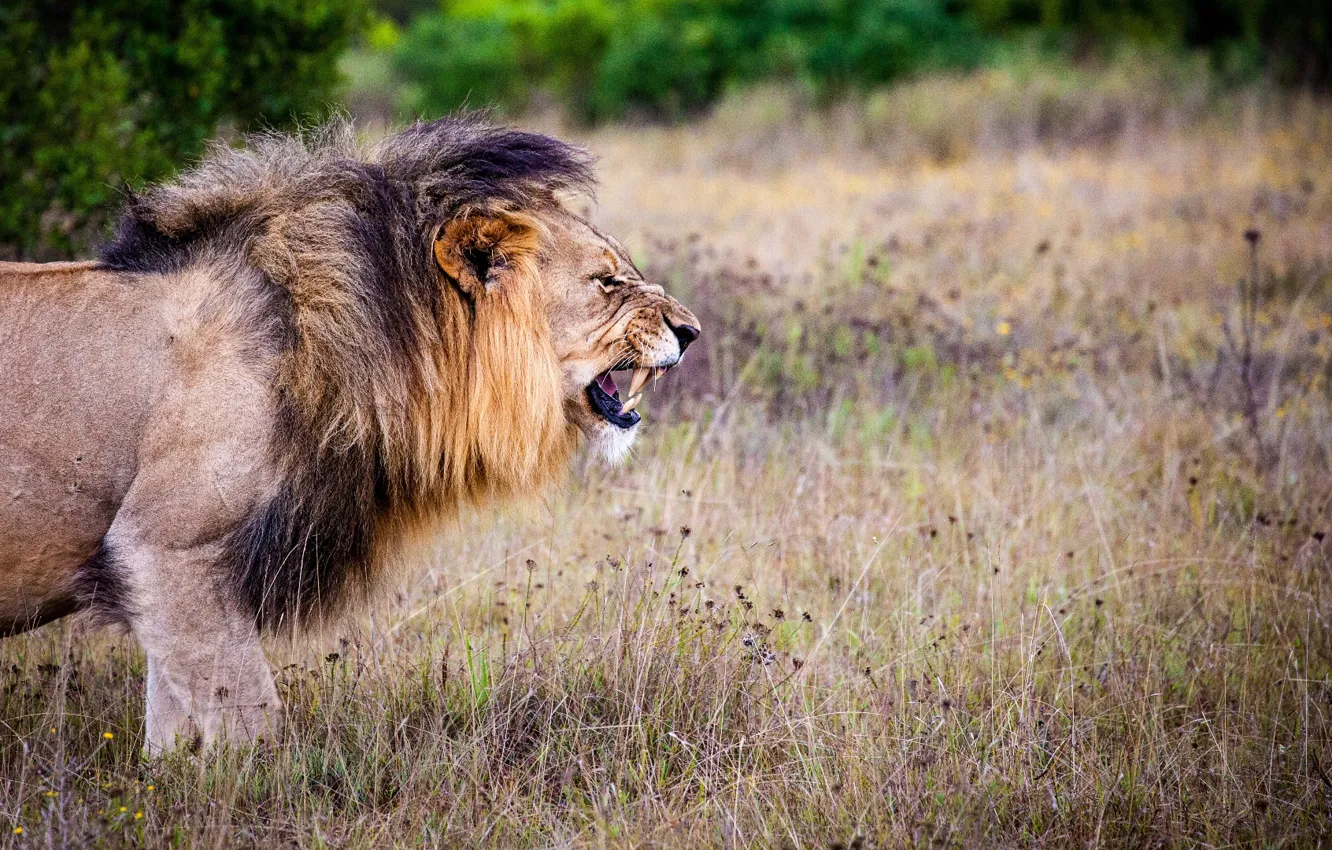 Photo wallpaper animal, angry, carnivorous, Brown and Black Lion on Brown Grass Field