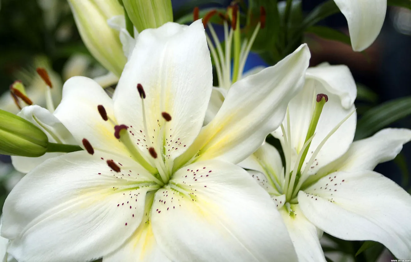 Photo wallpaper Flowers, Beauty, Tenderness, Lily