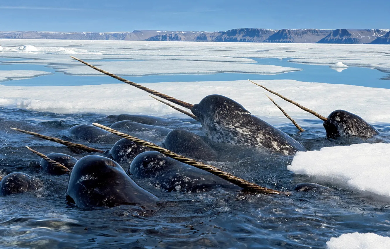 Photo wallpaper SEA, The OCEAN, ICE, PACK, DOLPHIN, NARWHAL, PROCESS, TOOTH
