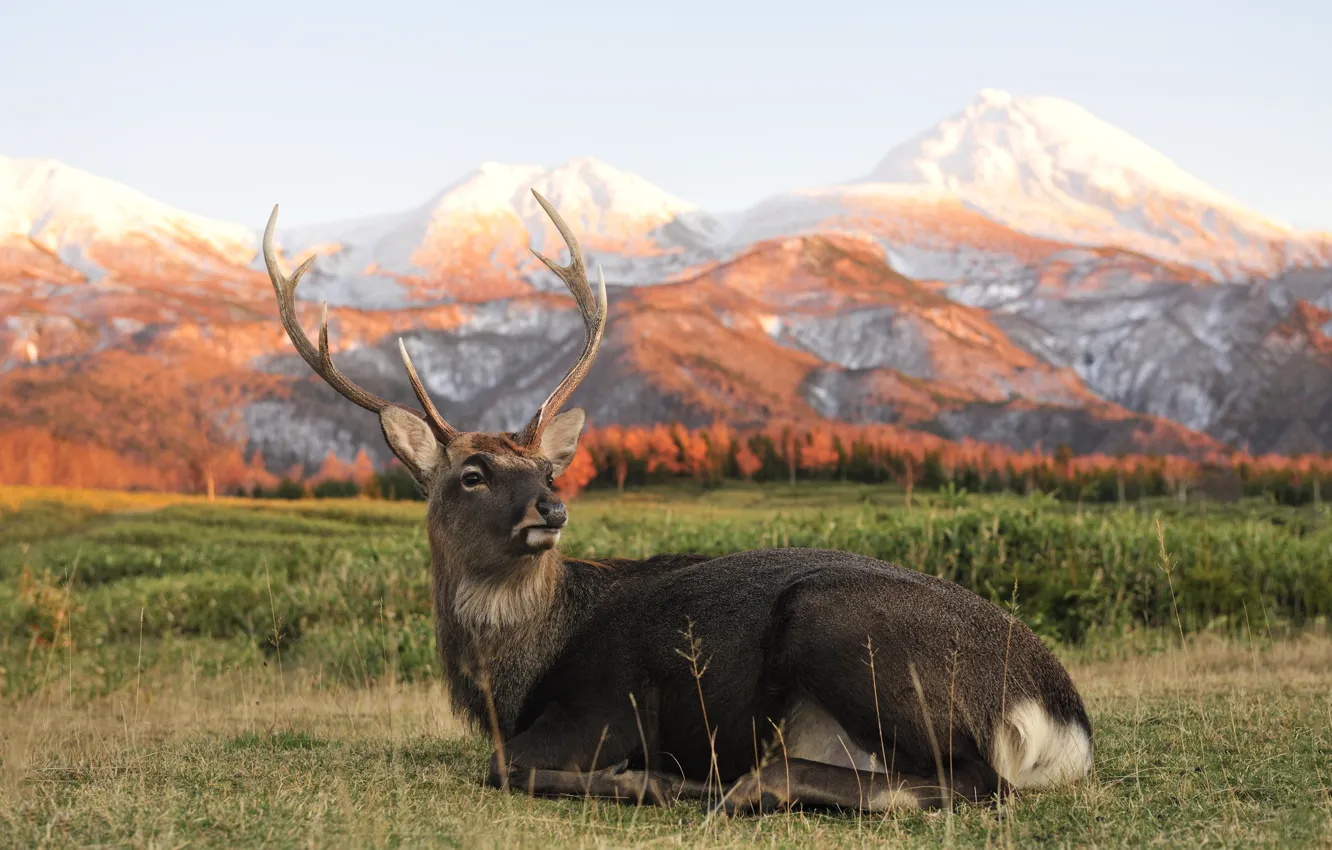 Photo wallpaper mountains, portrait, deer