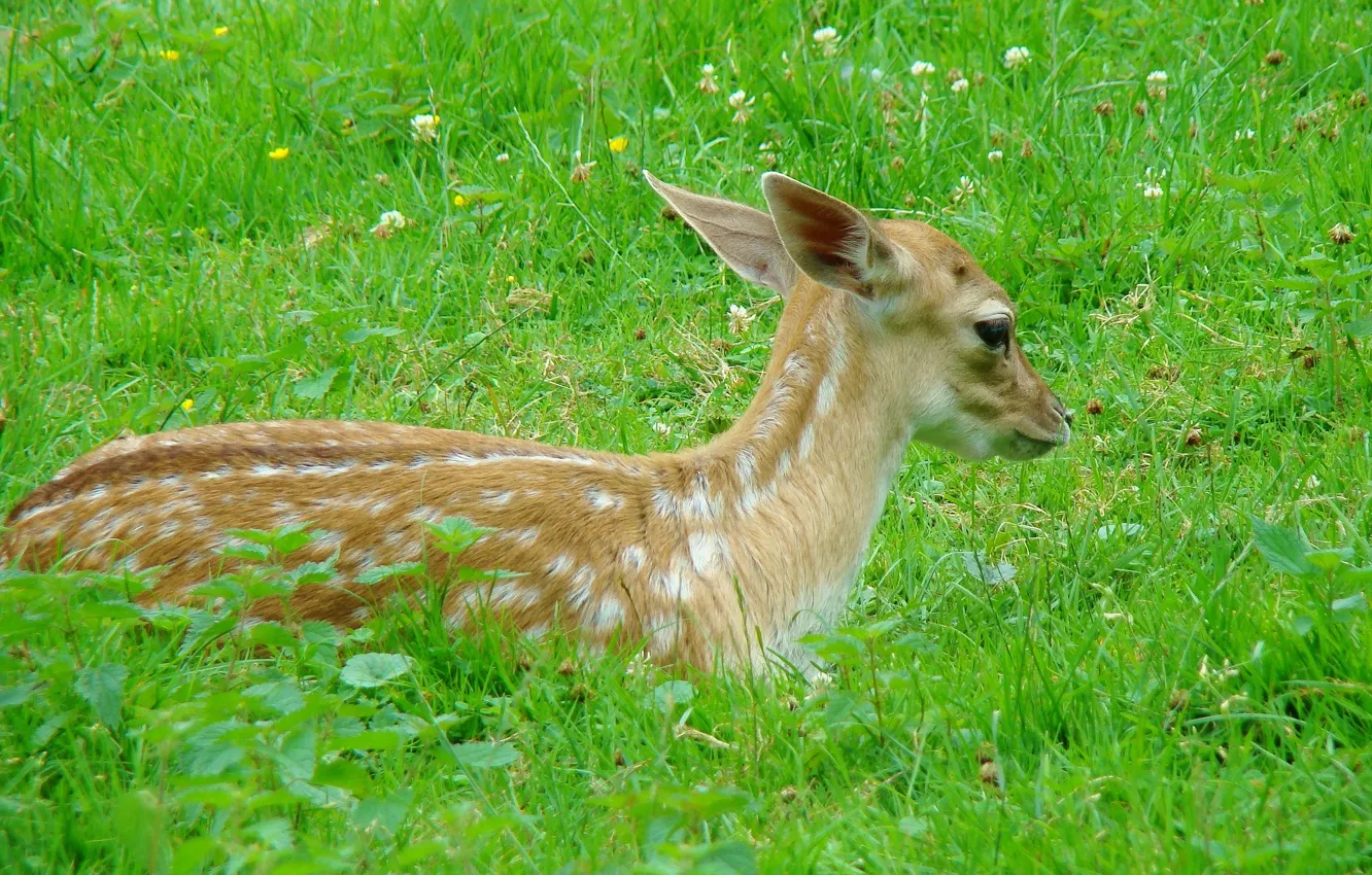 Photo wallpaper grass, spot, lies, white, spotted, fawn