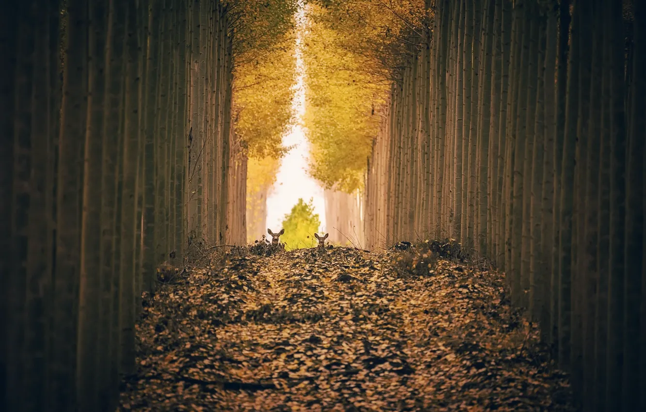 Photo wallpaper autumn, trees, deer