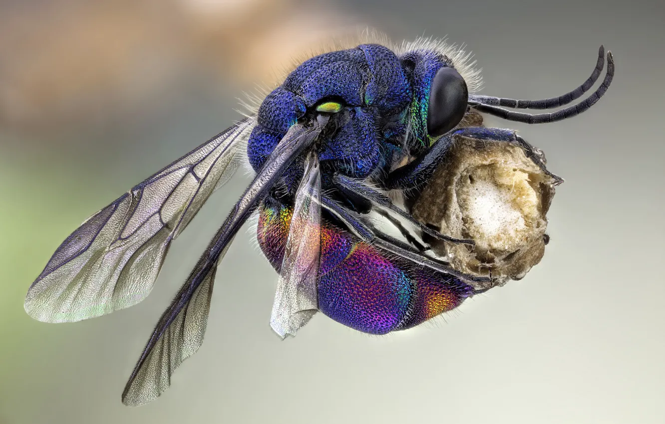 Photo wallpaper macro, nature, OSA
