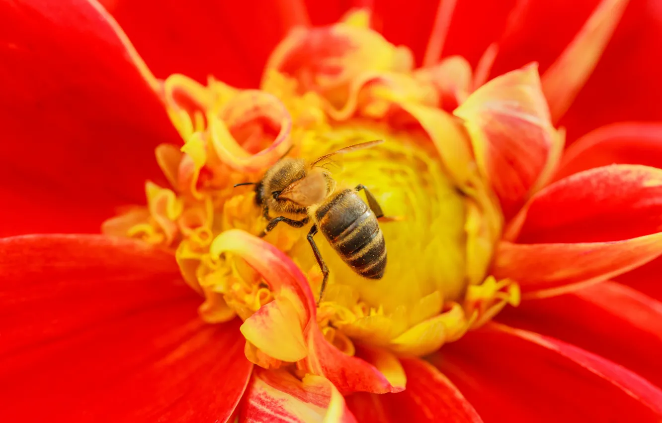 Photo wallpaper flowers, bee, insect